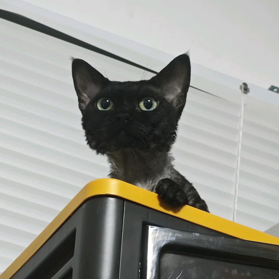 不会拍照的王小黑