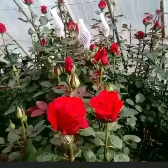 冰雪之莲🌹🌹