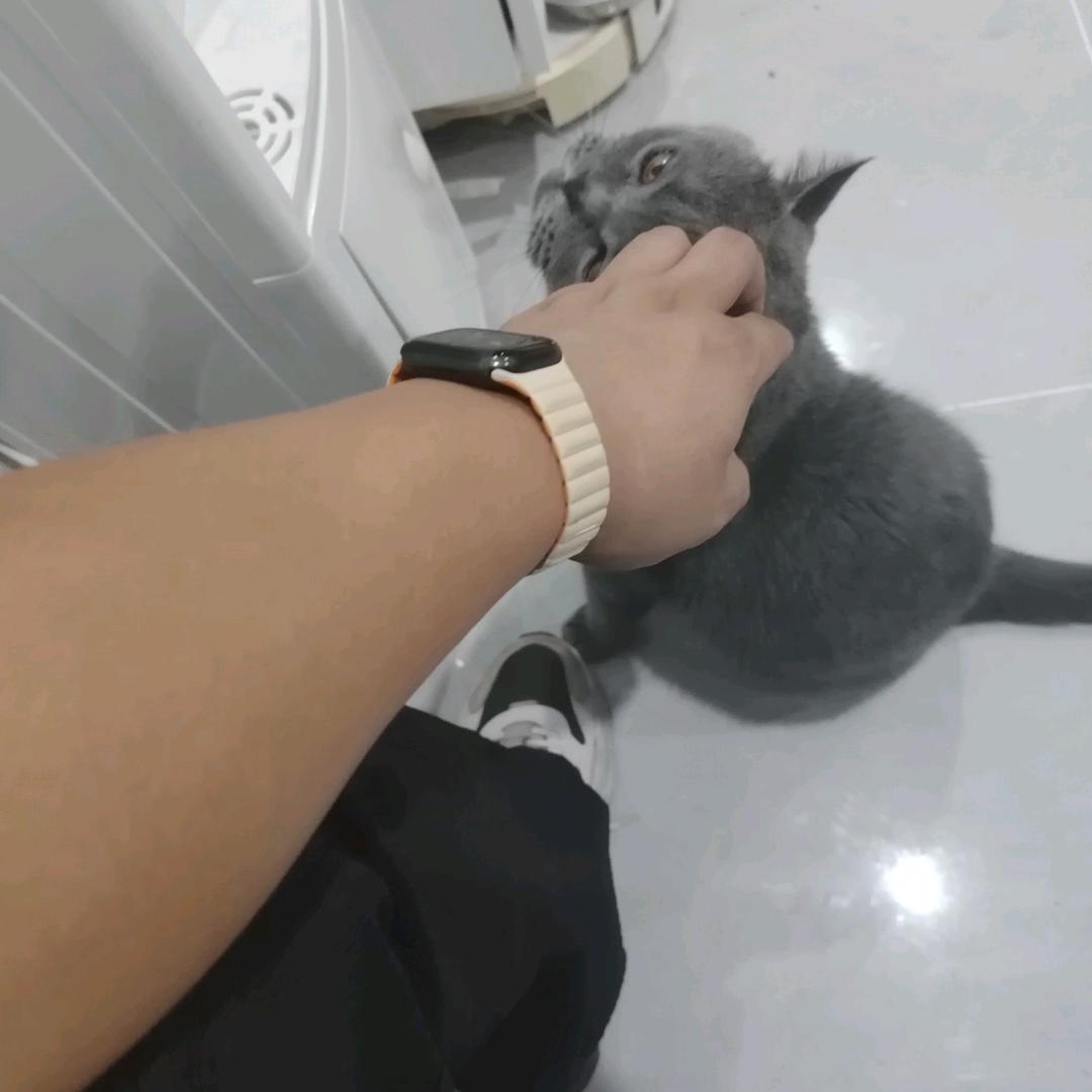 迷香碰碰车