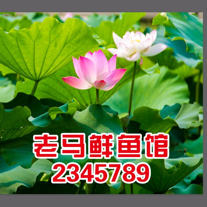 微山大院《老马鲜鱼馆》