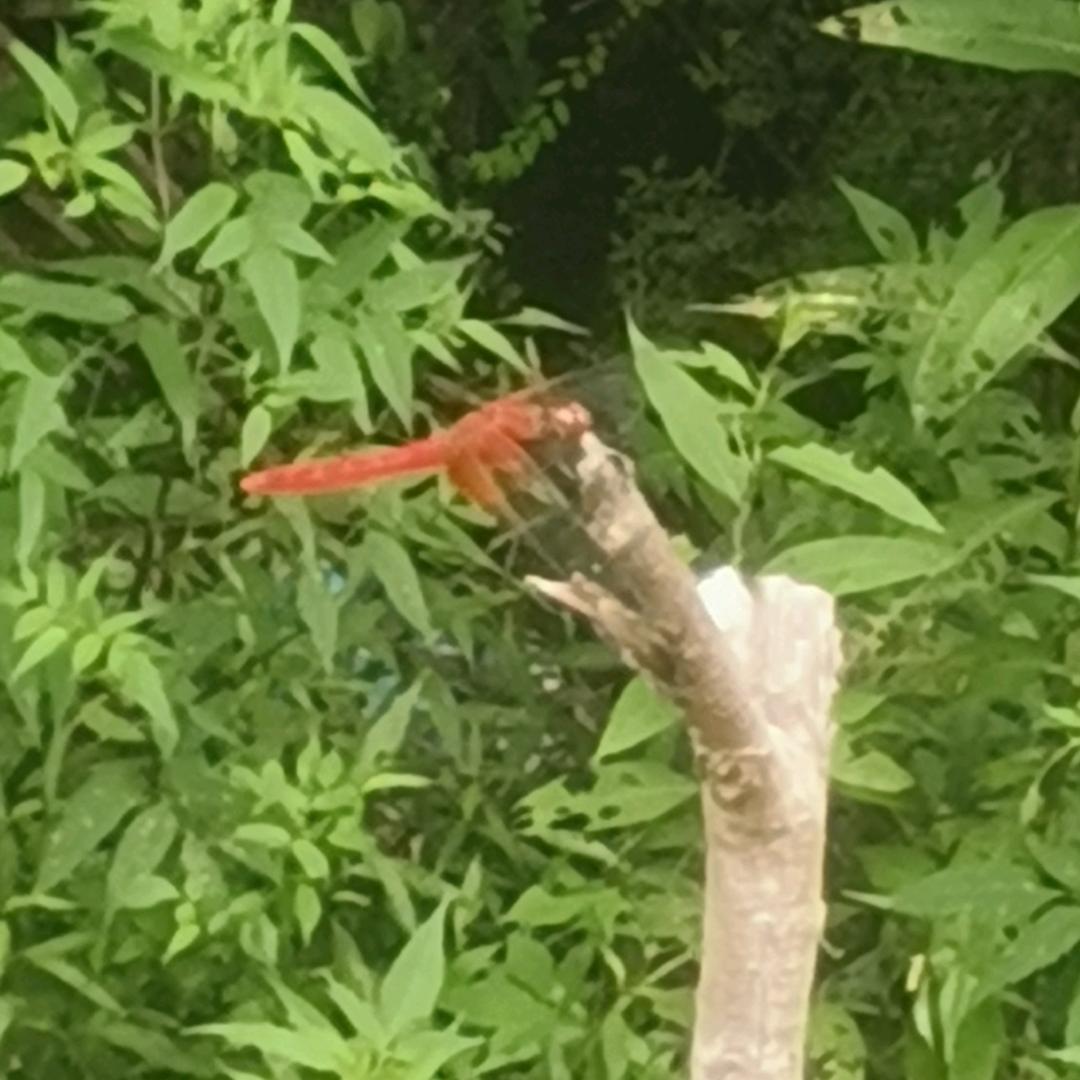 小林