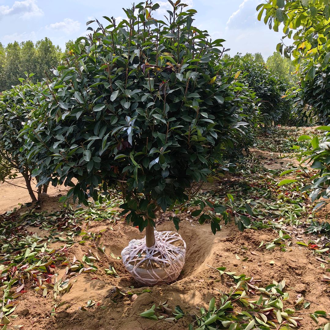 🌺威海丽姐园林绿化公司💕