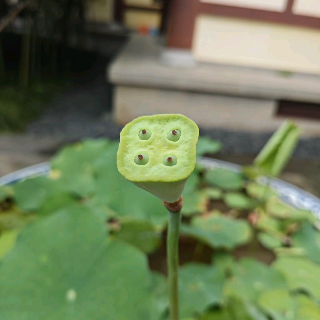 寂静岭翠花_Moxia