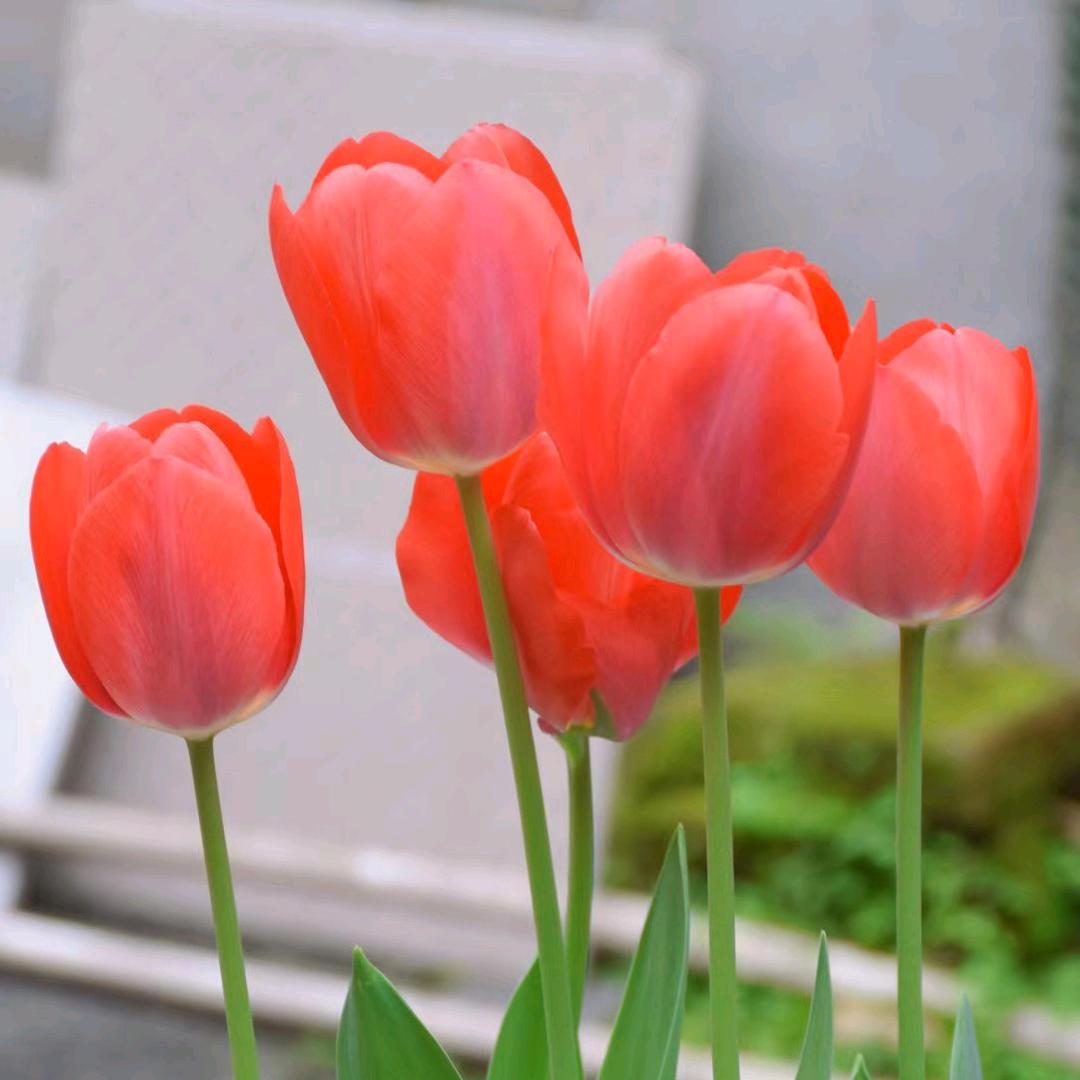 花开花落又一春