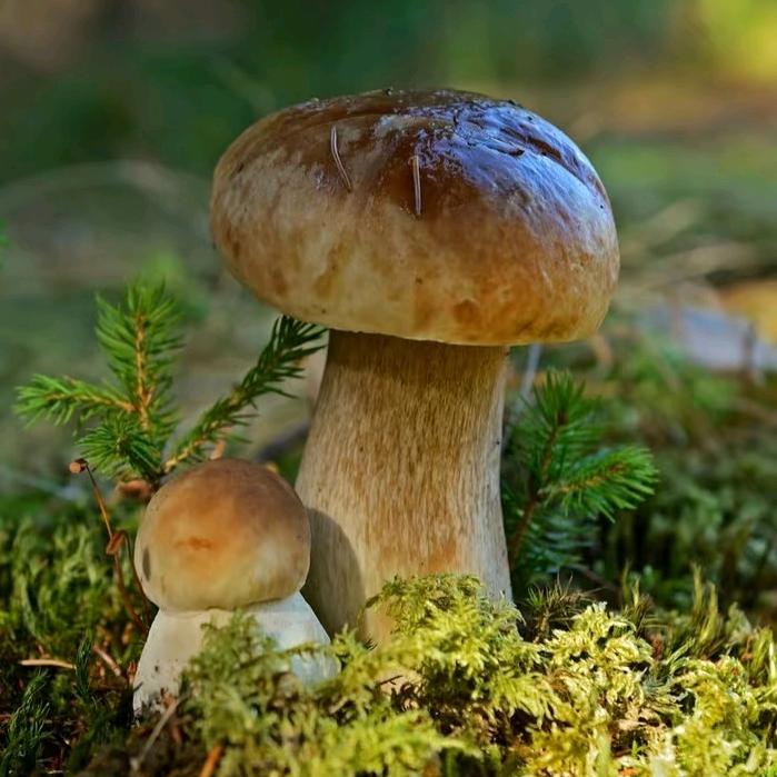 大理野生菌代购