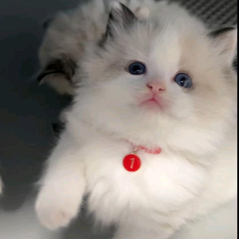 我的小猫叫莲藕