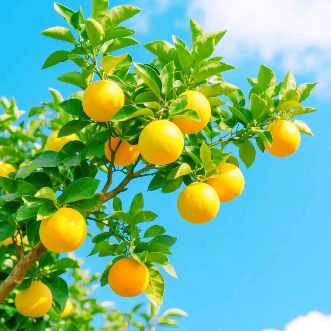 泡泡糖🍬🍬🍬🍬