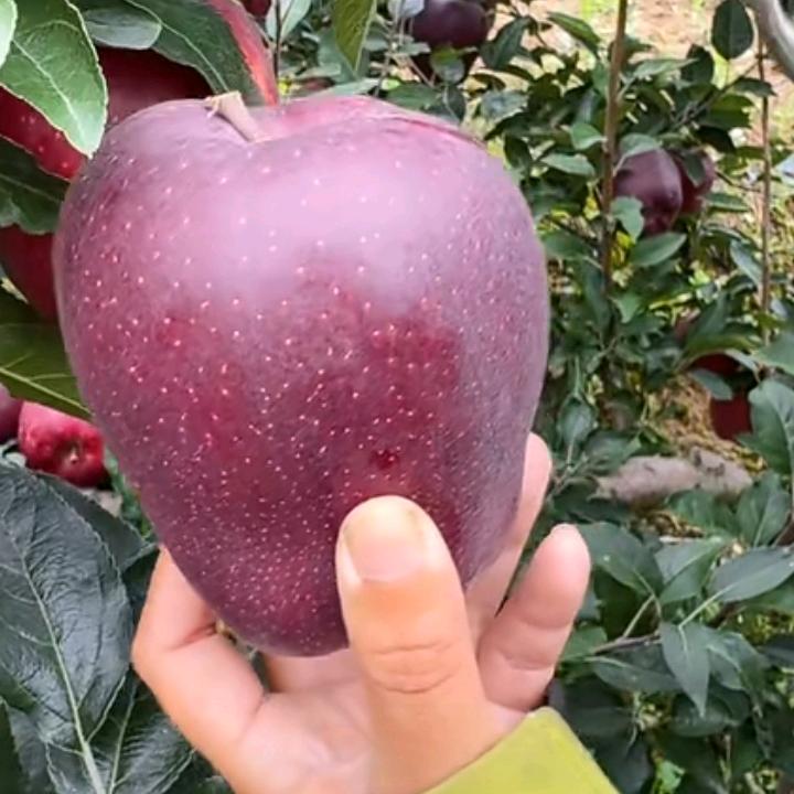 阿权🍎