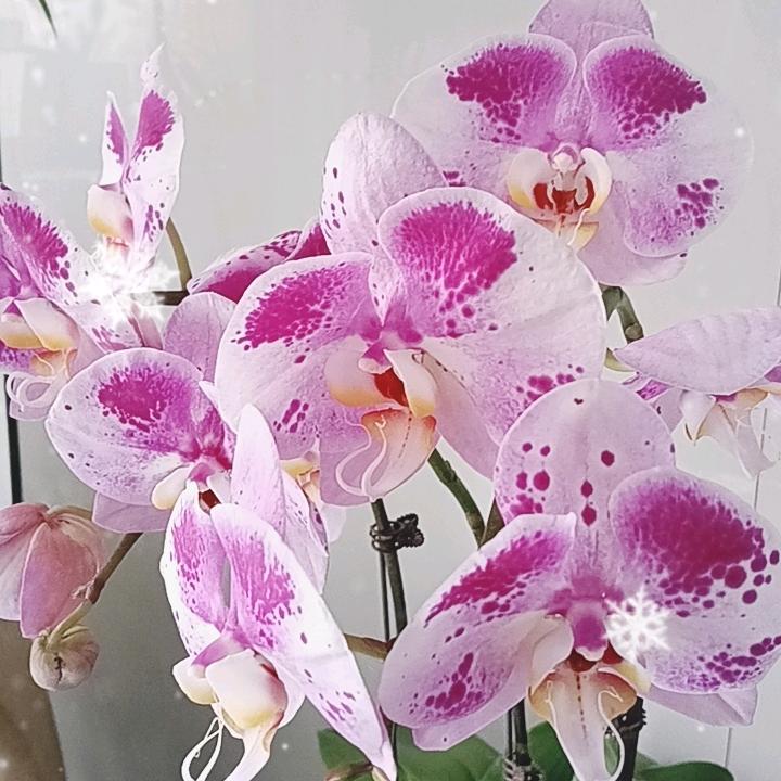 笑看百味人生……