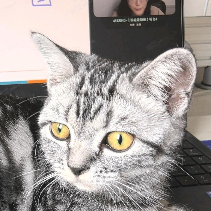 西部菱斑响尾猫