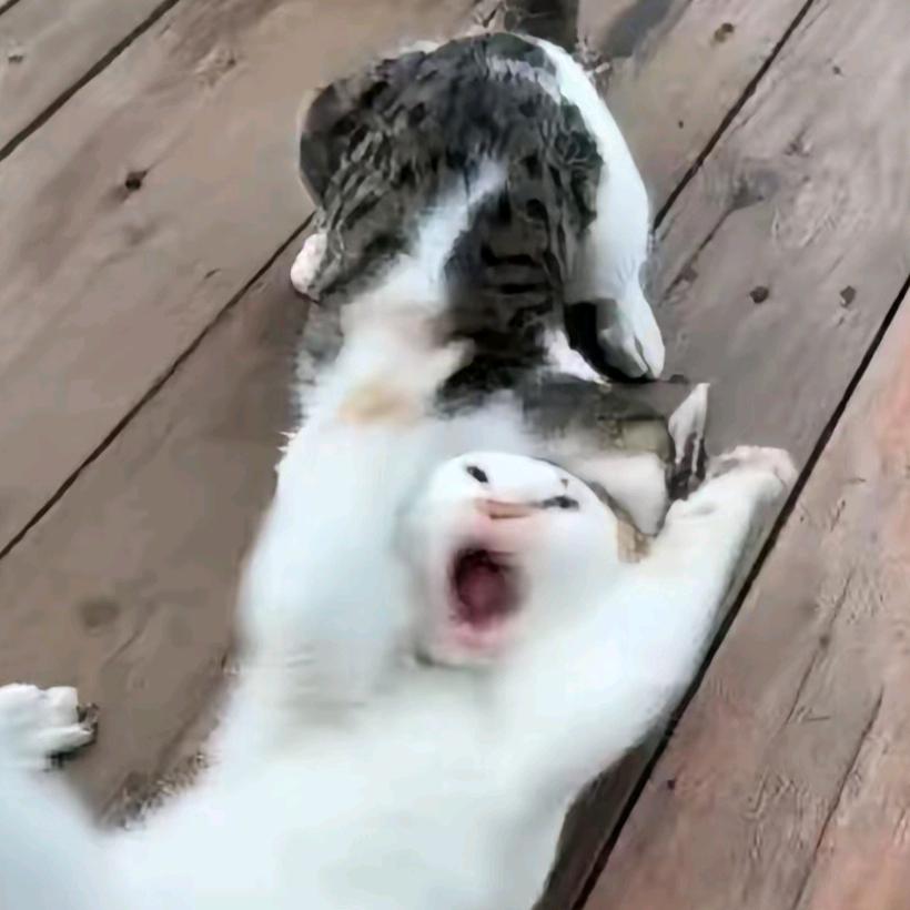 QAQ