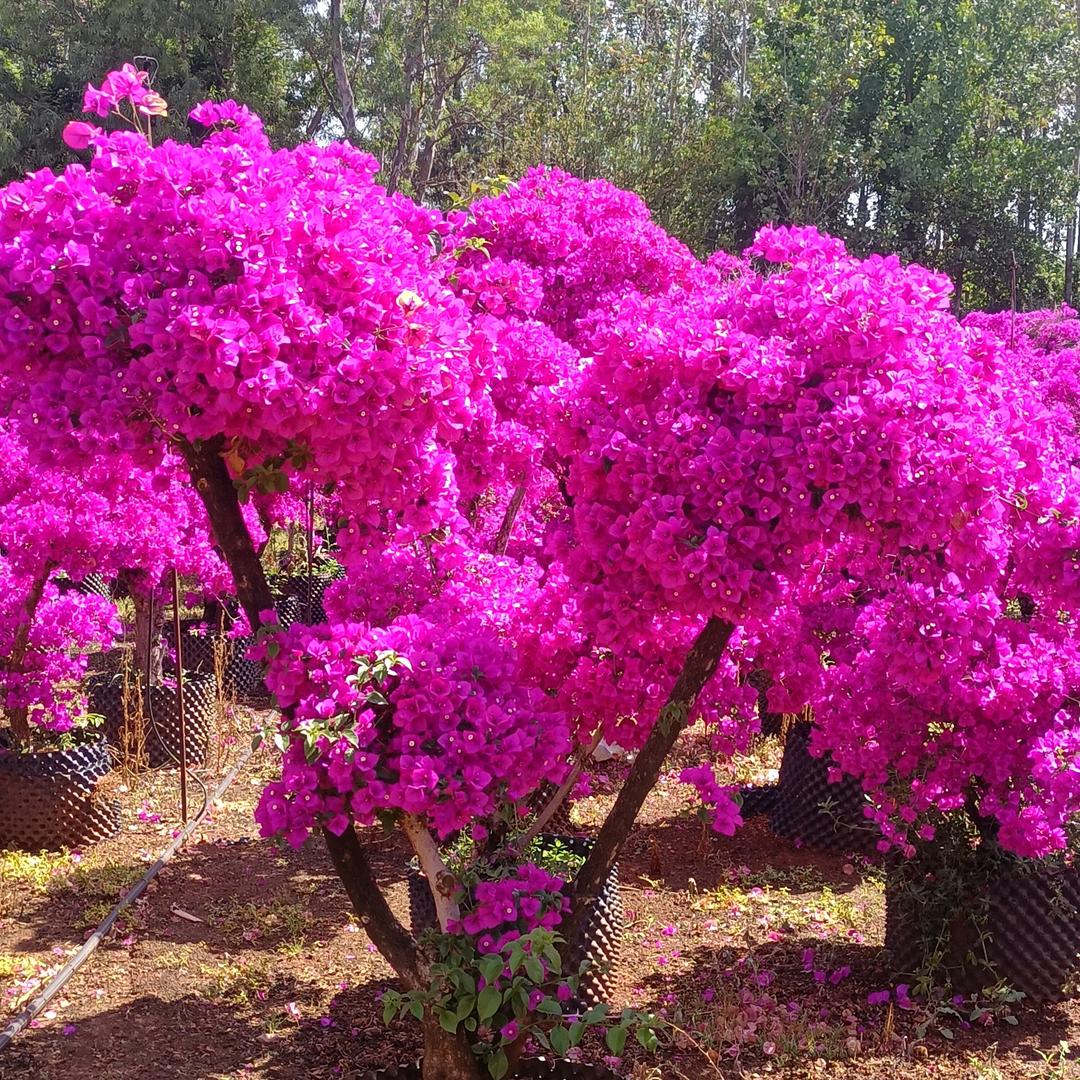 老李宜人三角梅花卉