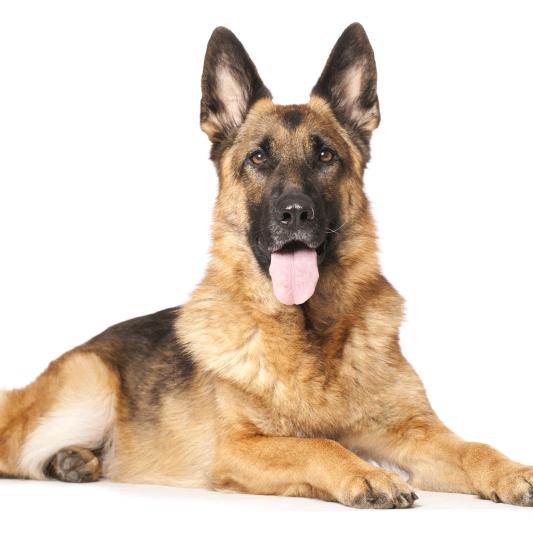 狼犬德牧