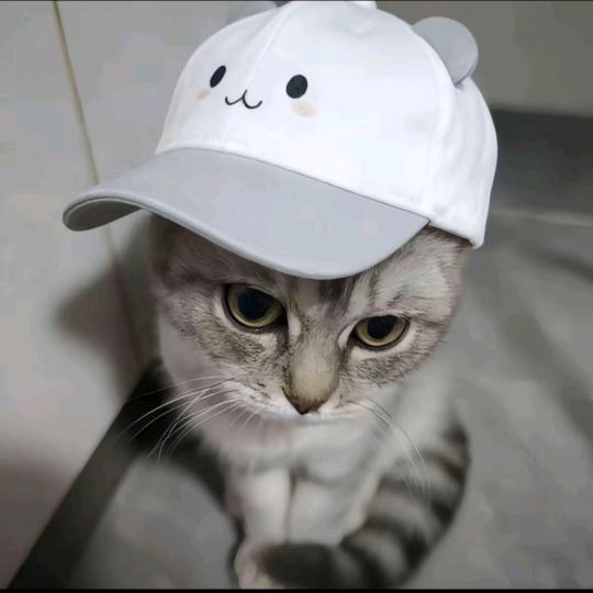 RuiXa_头像