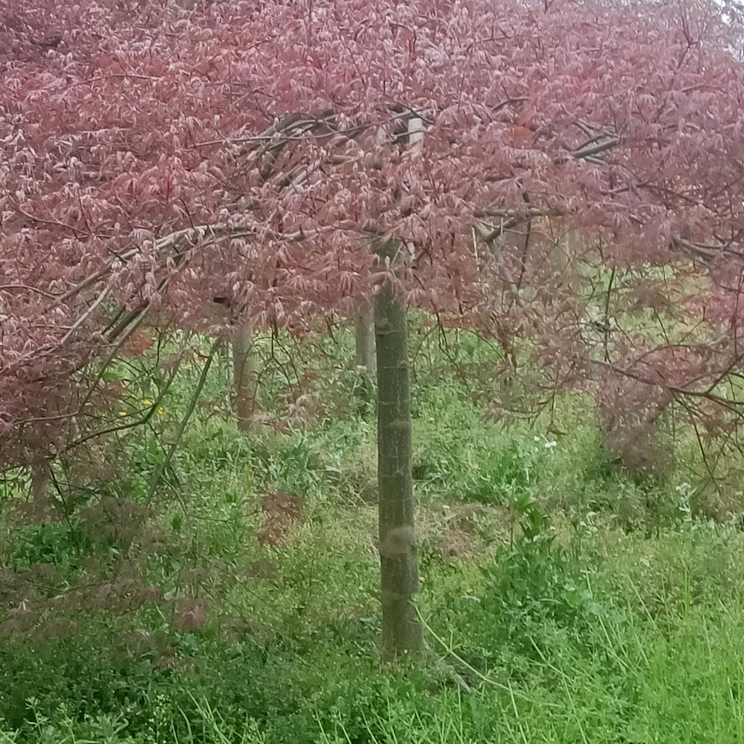 百花村羽毛枫