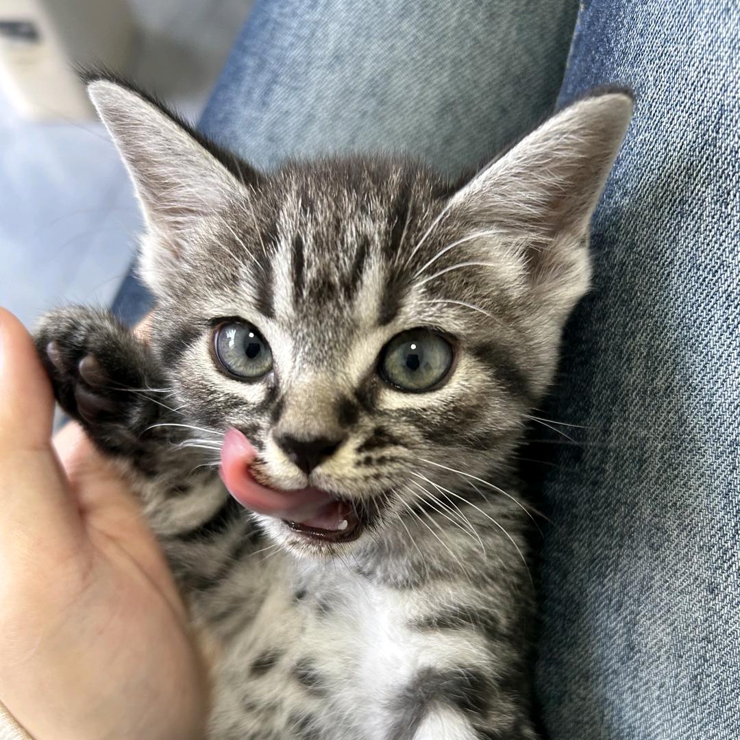 百仕达宠物用品