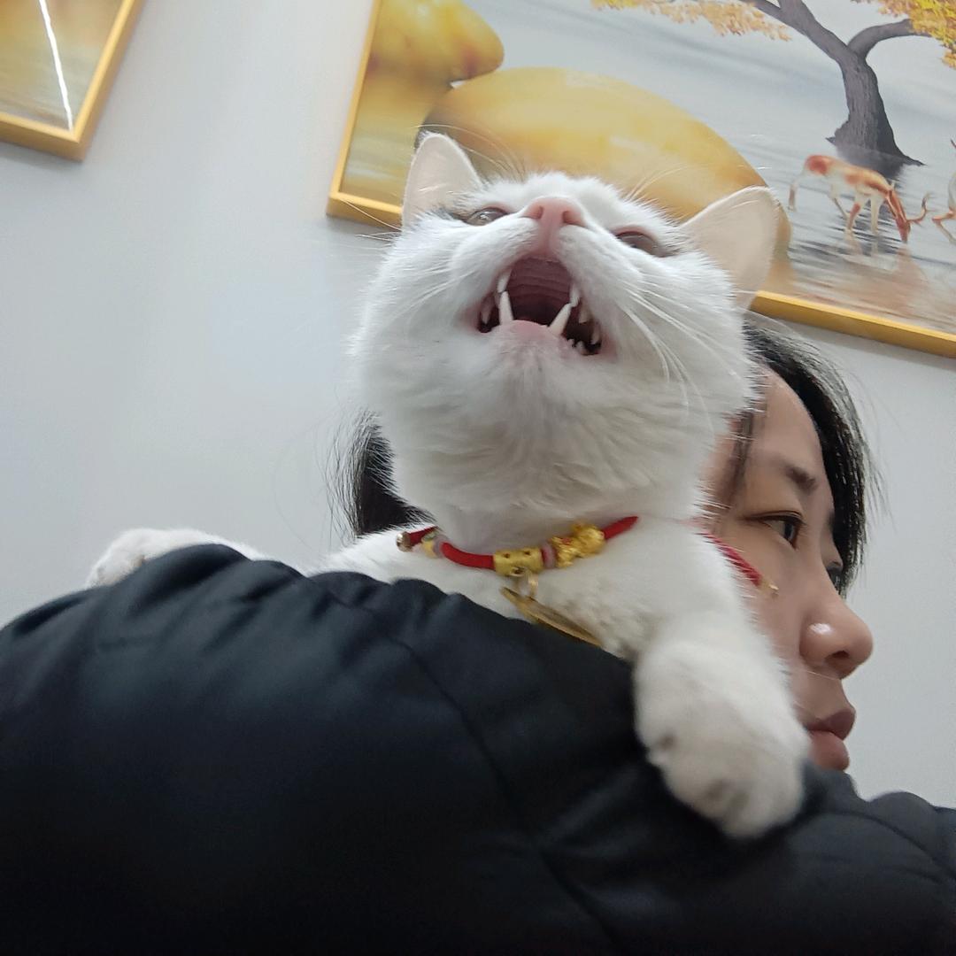 手可摘星陈