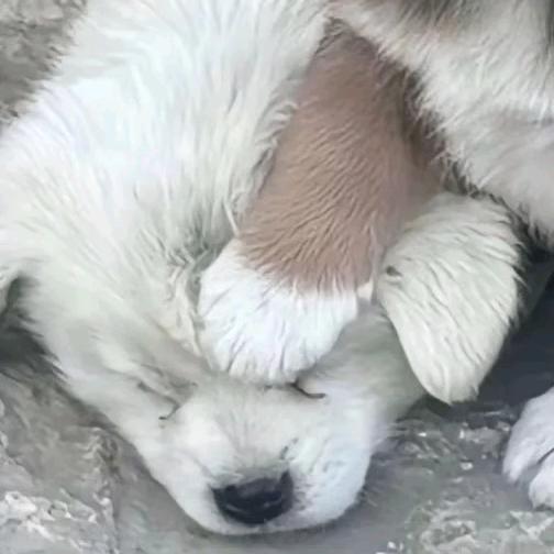 秋刀🔪鱼不过期