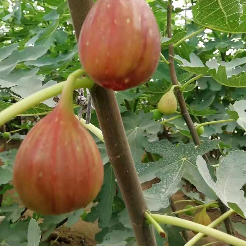 果树苗无花果苗樱桃苗西梅苗苹果苗种植基地
