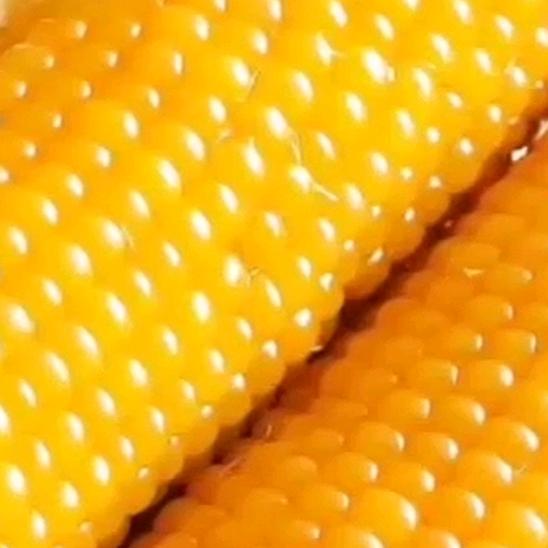 牡丹江秀梅有机粘玉米🌽（姜府三丫头）