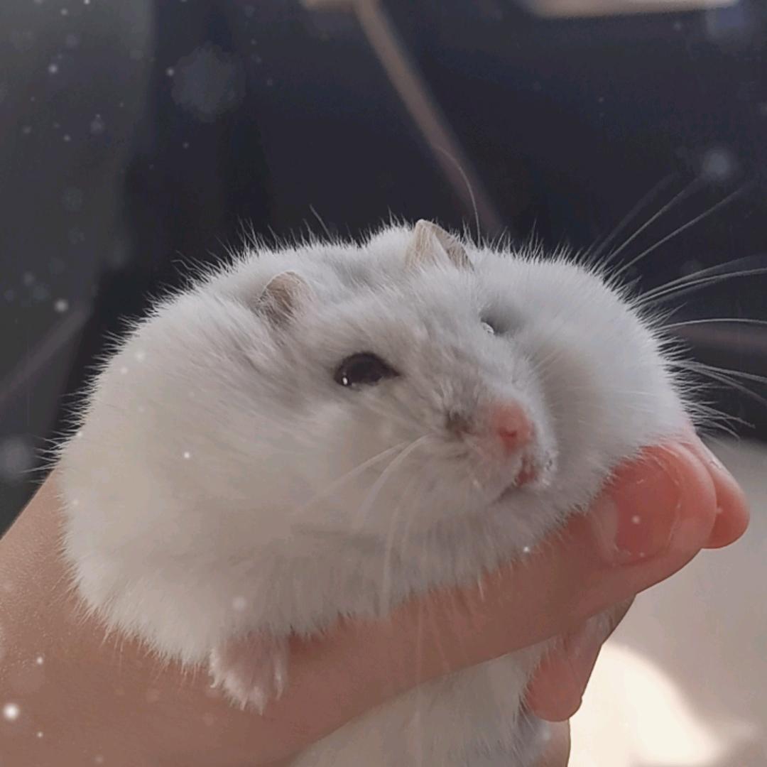 翎冰兒