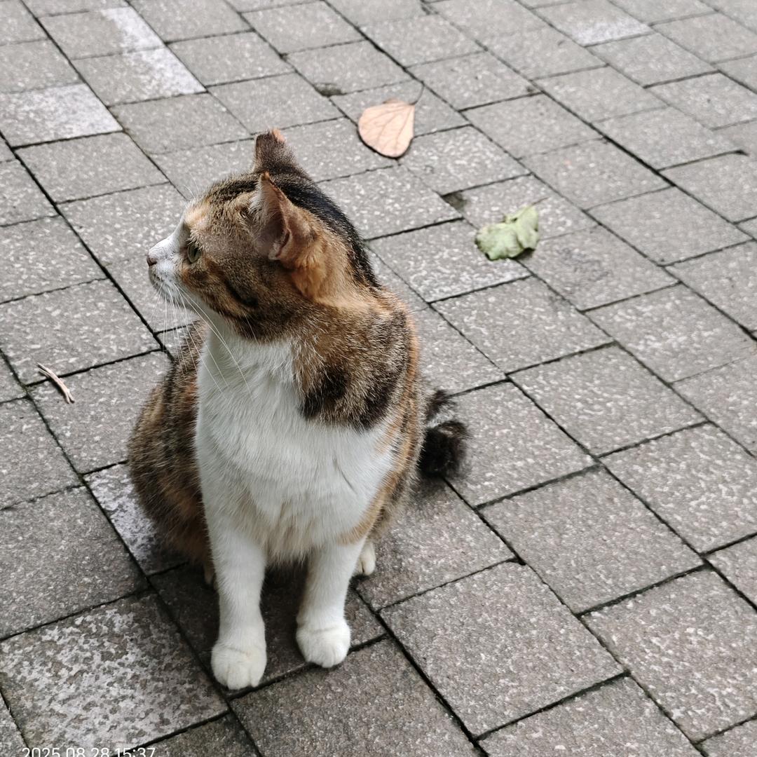 橙心自静
