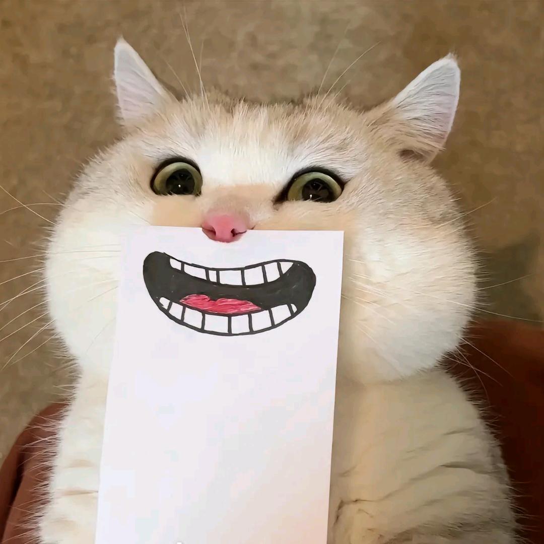 钓鱼的猫哥