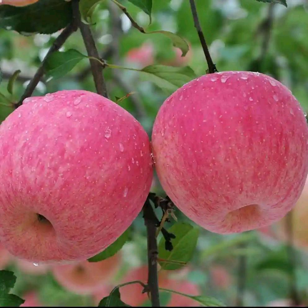 红富士苹果产地