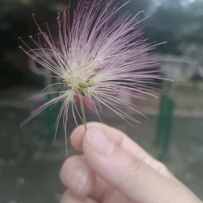 爱的友谊