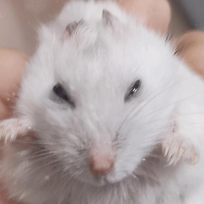 霸总肚子里的一条蛆