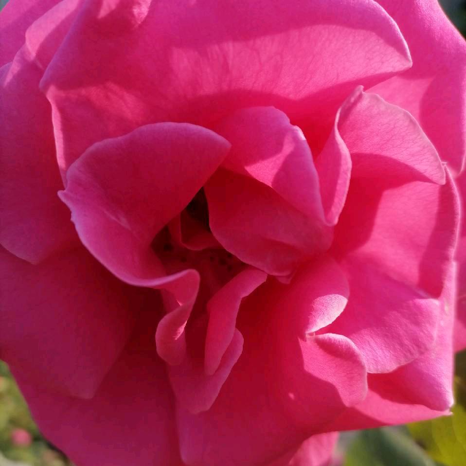 花开富贵🌺🌺🌺