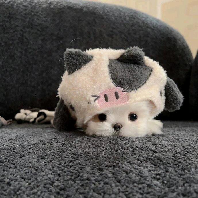 紫葡萄￣﹁￣头像