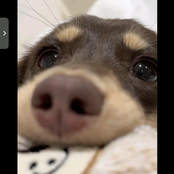 屿曦（没招版）