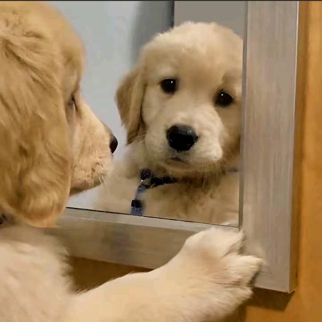 锦程犬舍赛级金毛