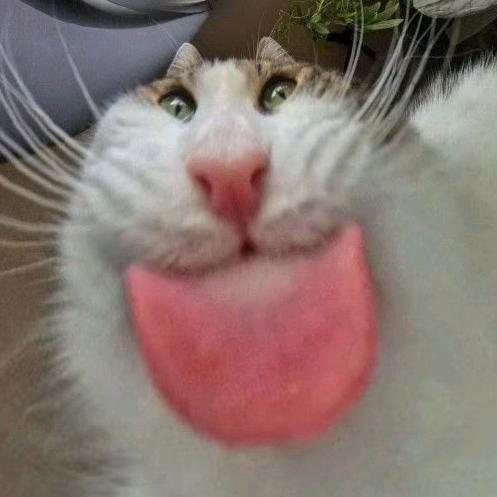 大猫头