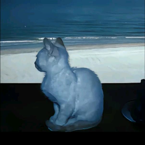 捡坨鸡屎放你嘴里