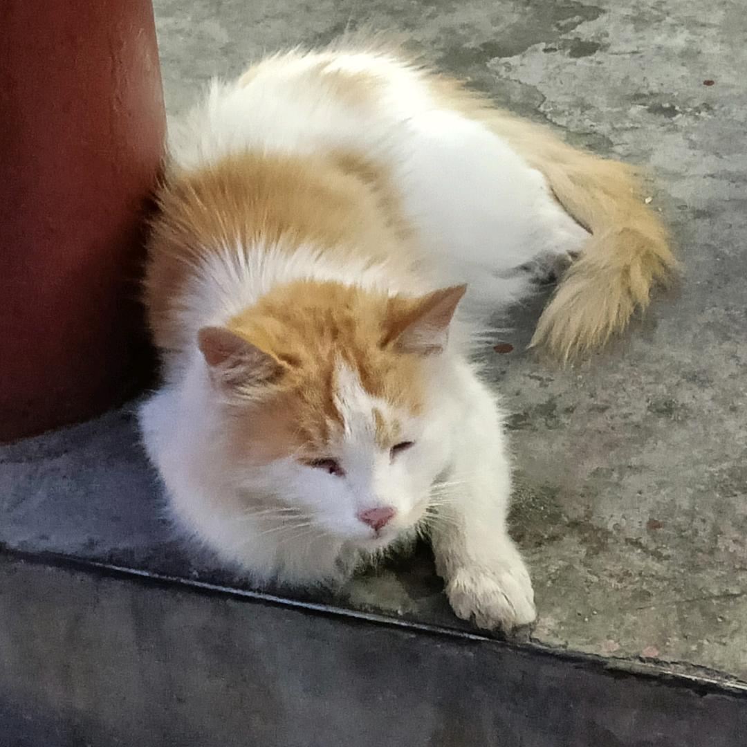橘猫的糖糖