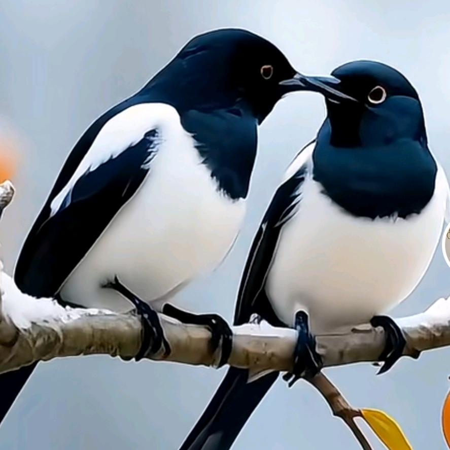 风行
