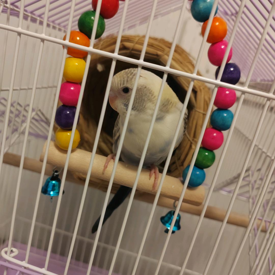 花花帅公子酷炫潮鸟