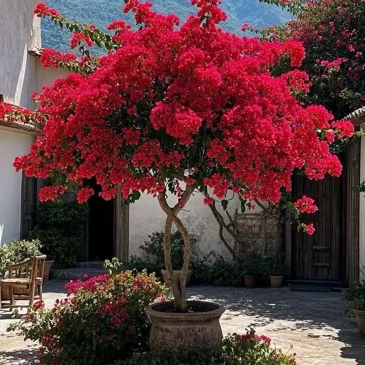 阿强三角梅直达仓