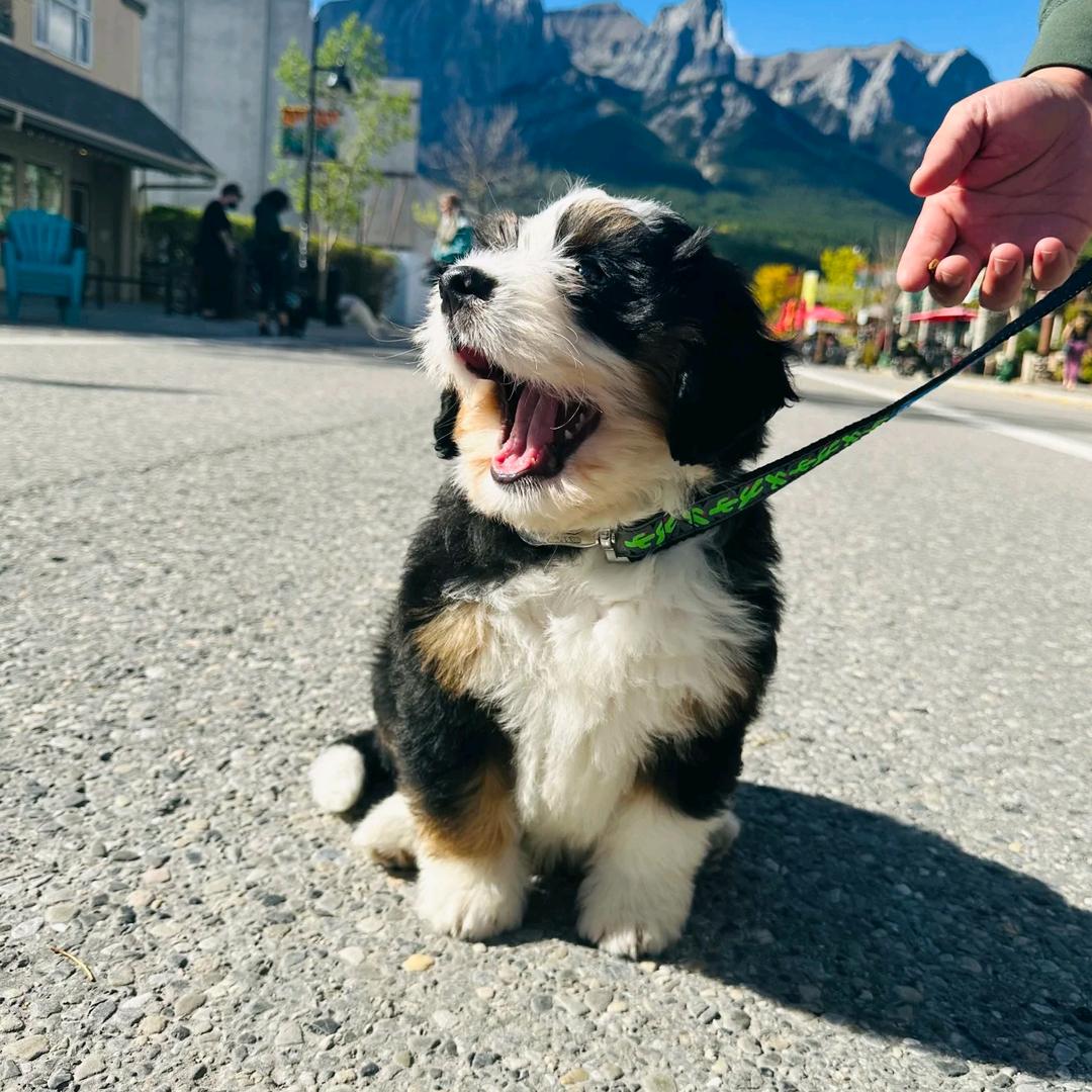 兮兮伯恩山犬舍🐶
