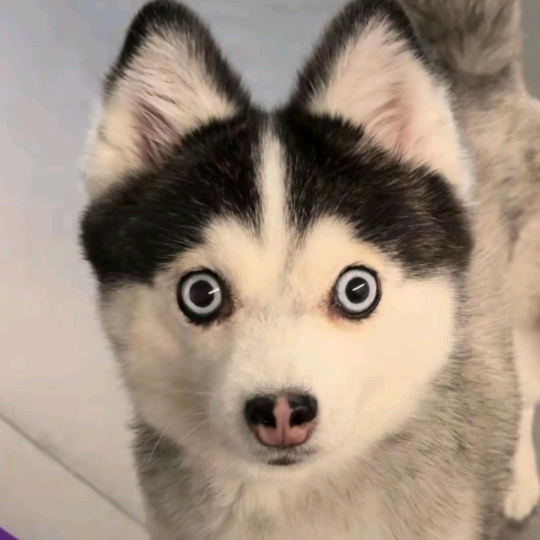 爱吃奶酪🧀🧀