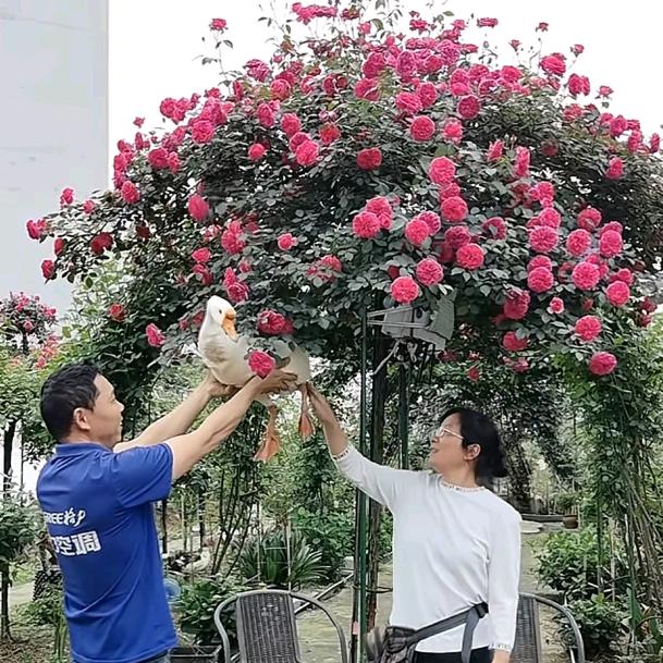 楚南罗敷