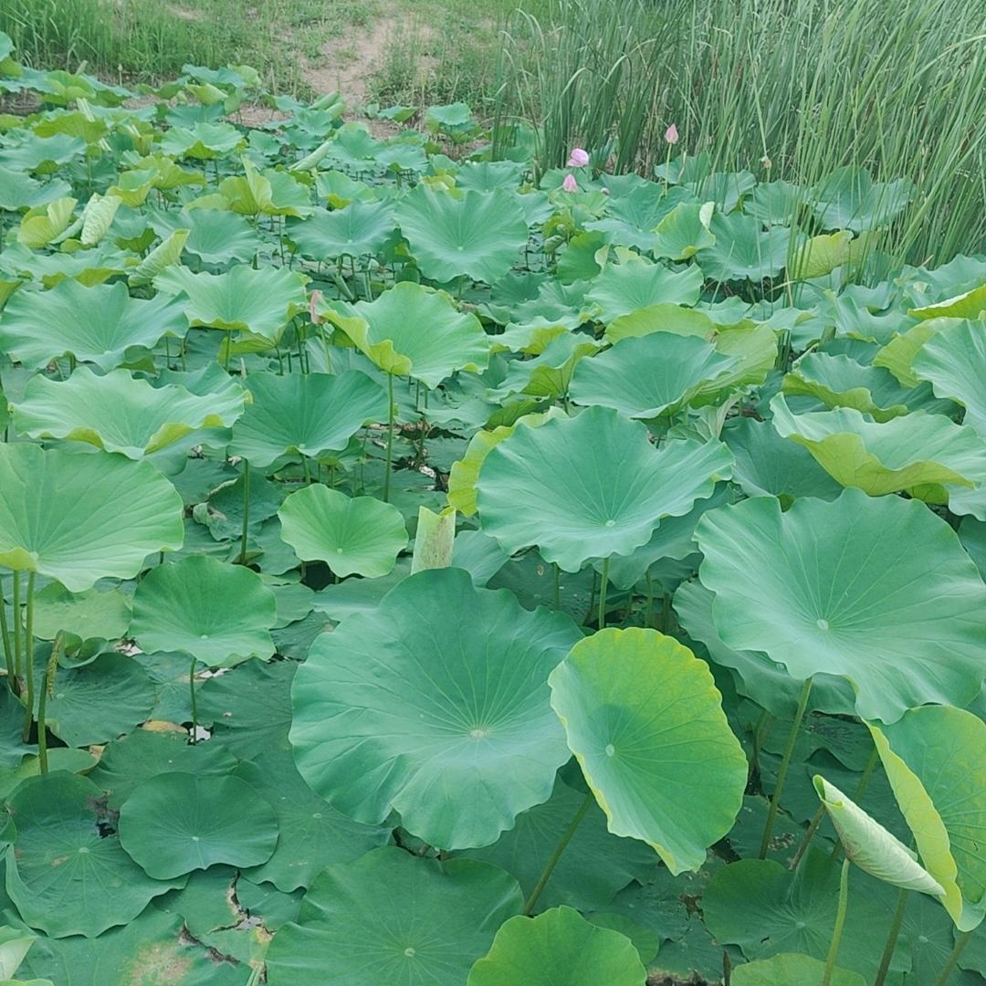 ꦿᩚ এ᭄好运ོ 🦋ꦿ໊相伴🕊