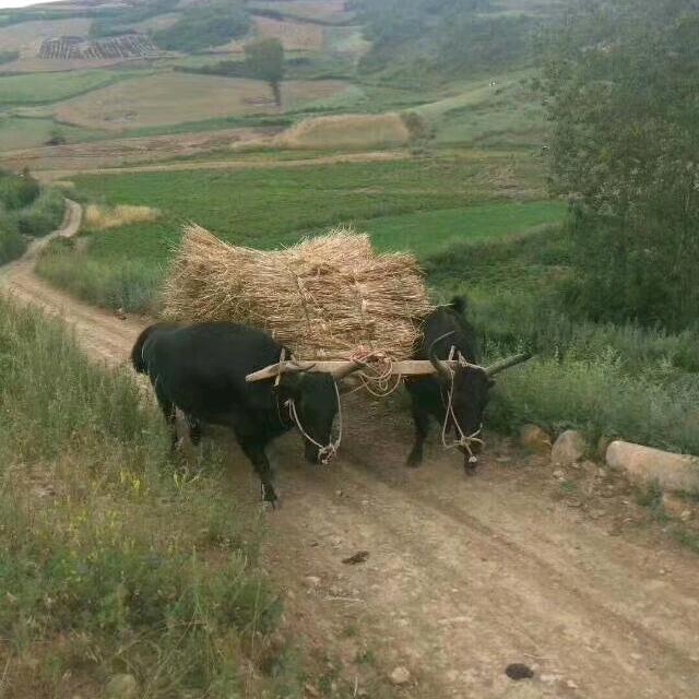 寡人