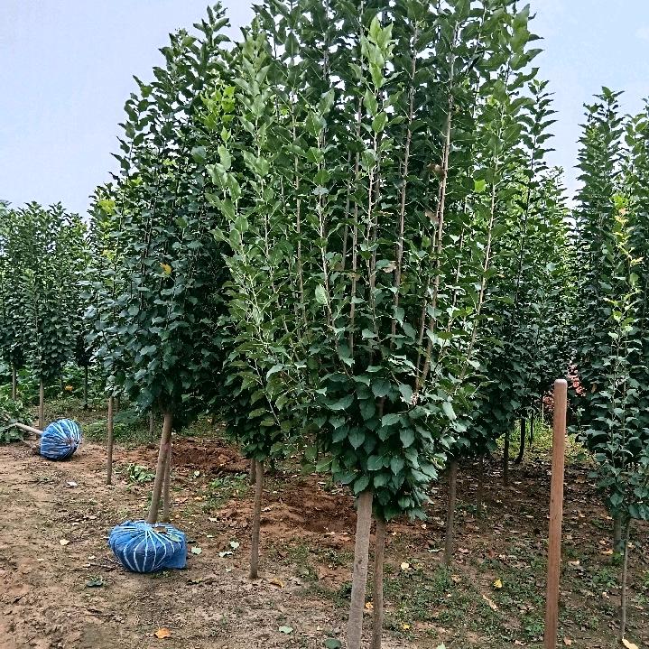 定州市绿华苗木专业合作社