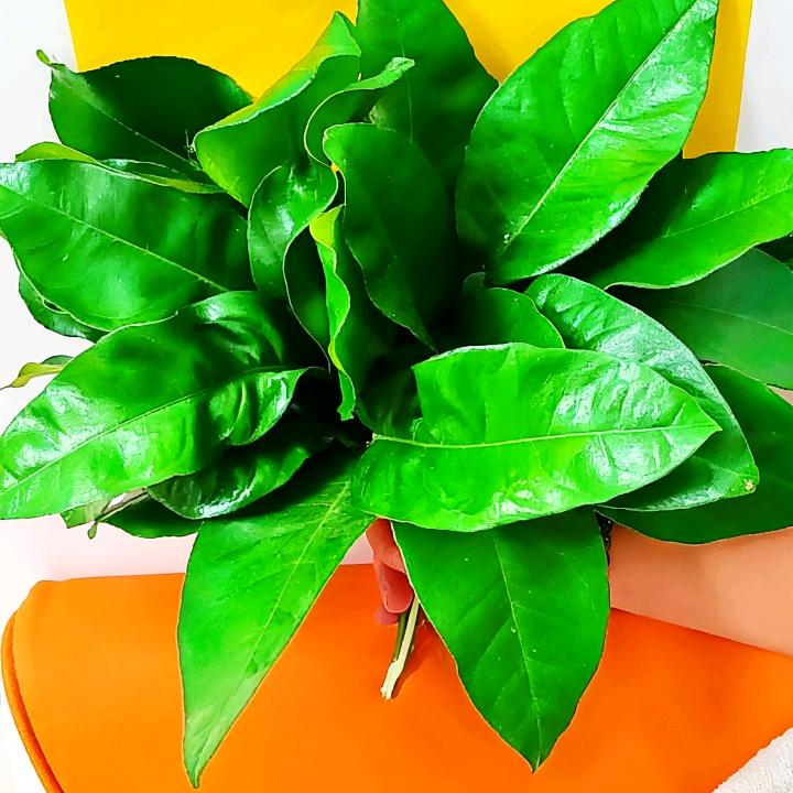 昭昭踩云小财归漫福