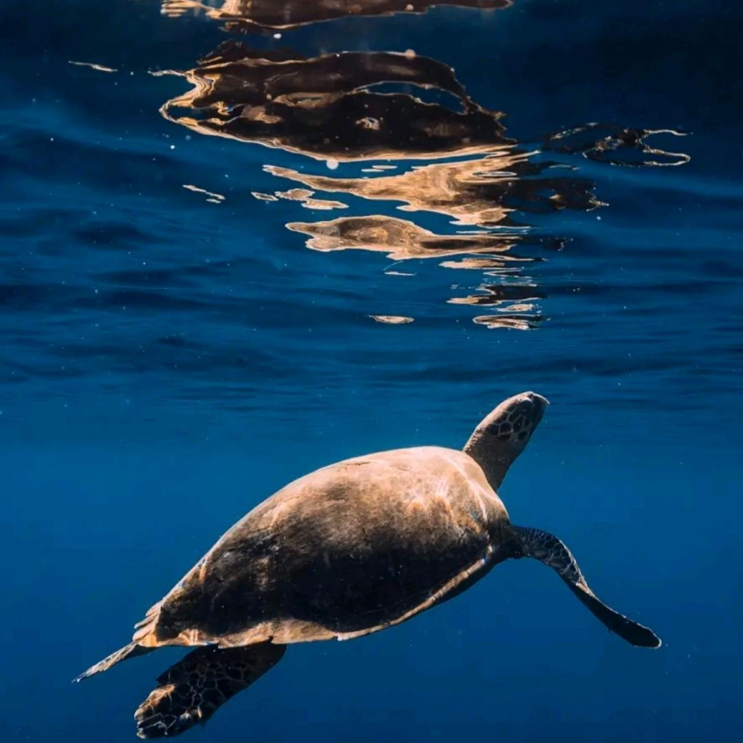 来者不是谁☕️☕️