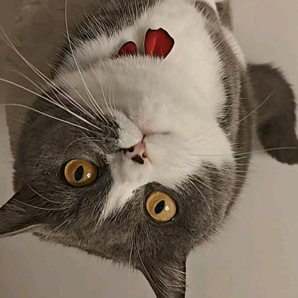 旺仔牛奶😻