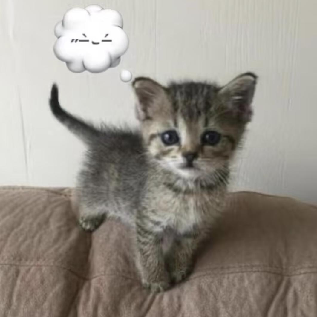小猫嘴上有花生